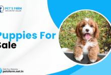 Puppies for Sale